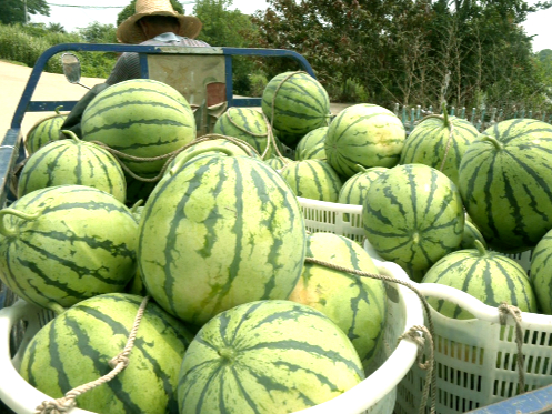 君山區：又是一年“吃瓜”季 崇慶村的西瓜成熟啦！